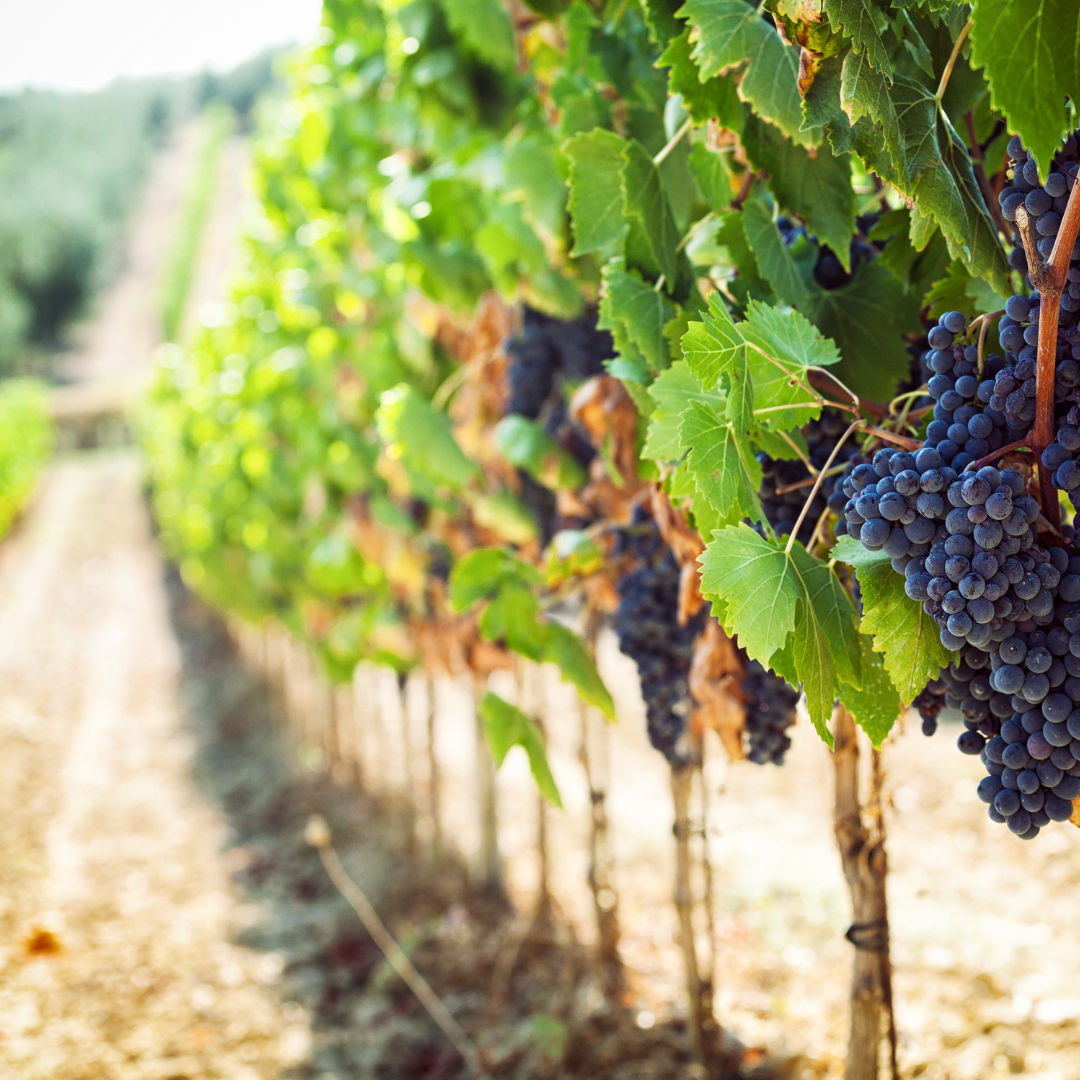 The Truth About Organic Wine: Worth it or Not?